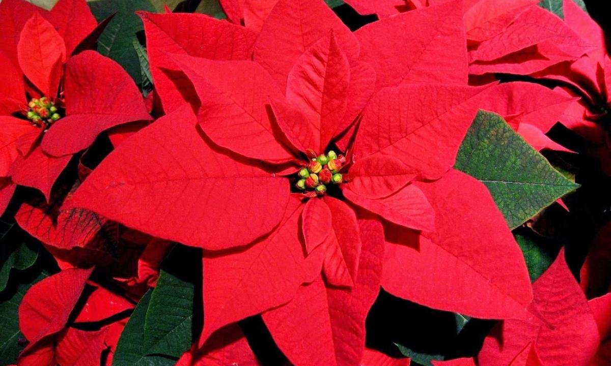 Come Far Diventare Rosse Le Foglie Della Stella Di Natale.Le Origini Della Stella Di Natale