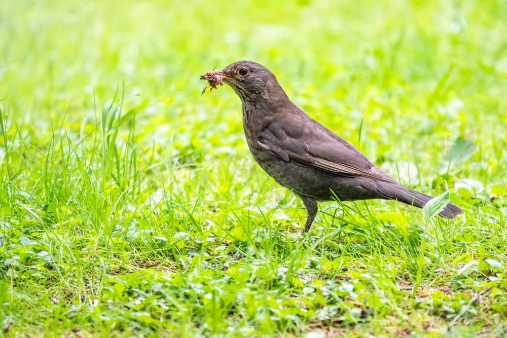 Alimenti per uccelli