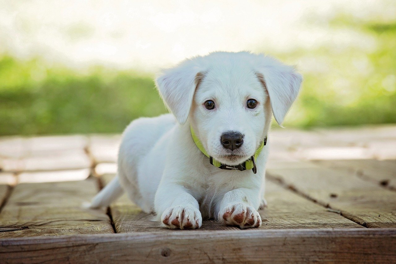 Come educare un cucciolo di cane