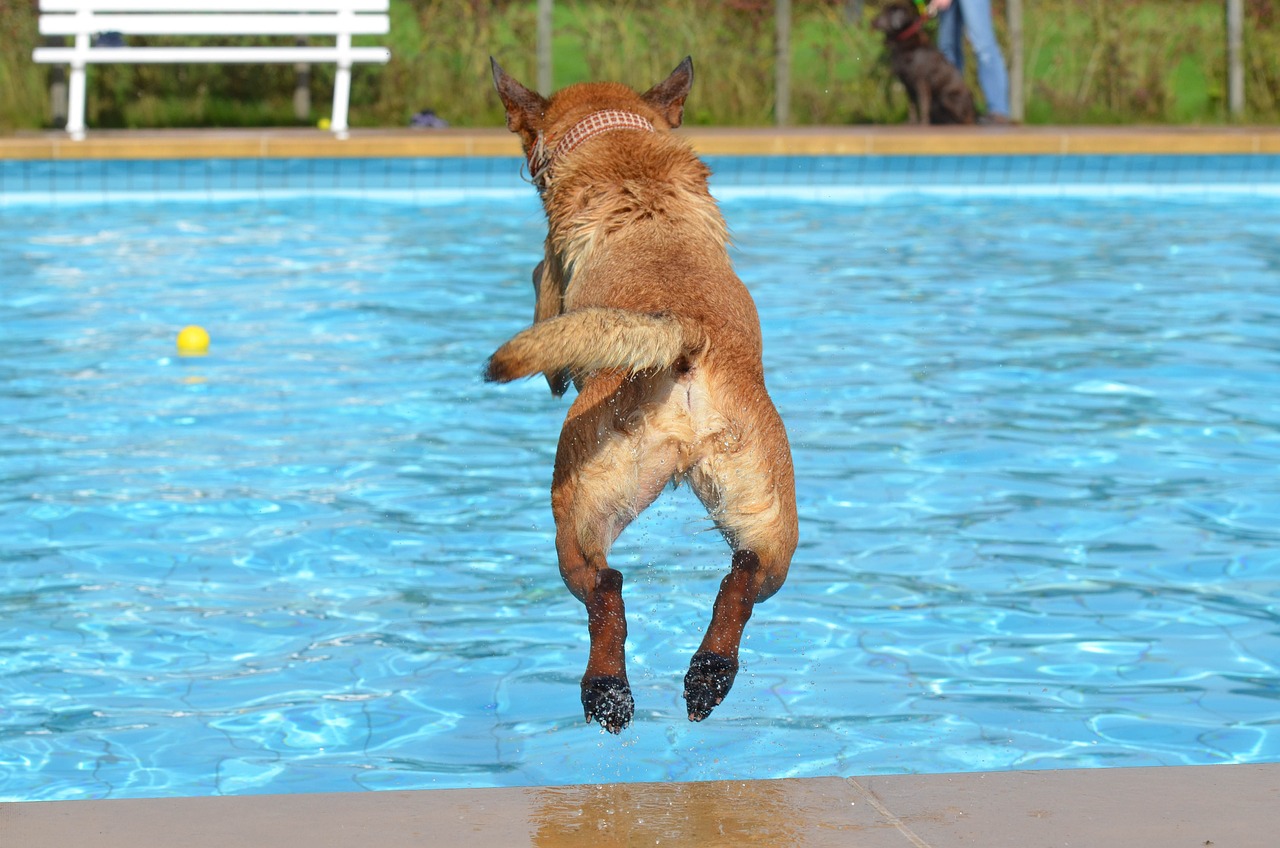 Miglior Piscinetta per Cani